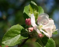 Apfelbaumblüte-5.jpg
